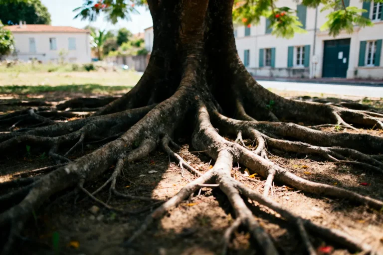 Racines d'un grand arbre s'étendant sur le sol, bâtiment flou en arrière-plan.