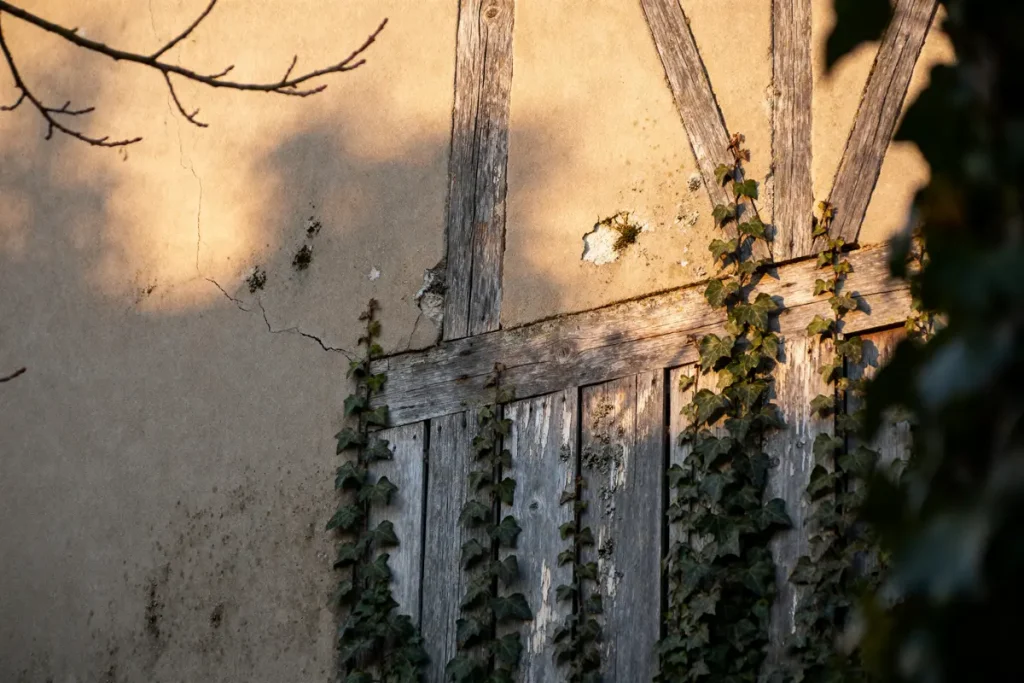 Mur en torchis et bois avec lierre grimpant, éclairé par la lumière du soleil couchant.