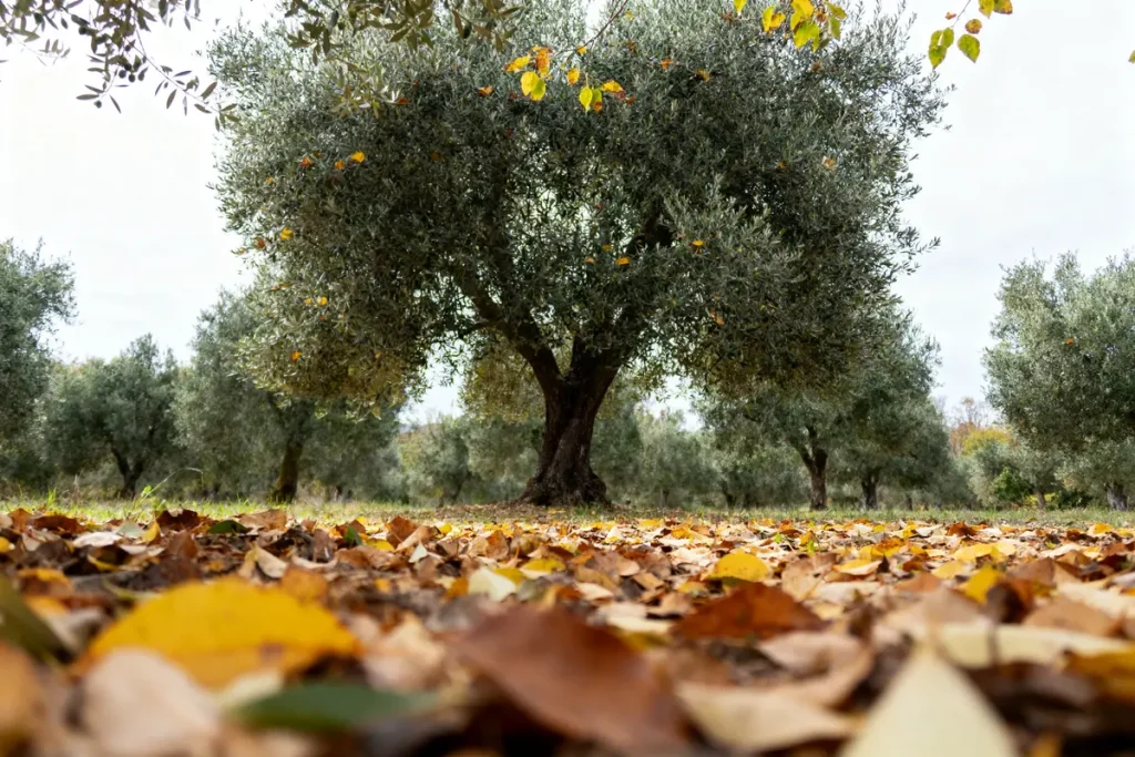 Olivières en automne, sol couvert de feuilles mortes, ciel nuageux, ambiance automnale sereine.