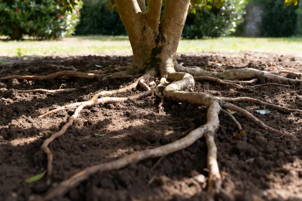 Arbre avec racines exposées s'étendant sur le sol, éclairage ensoleillé, environnement verdoyant en arrière-plan.