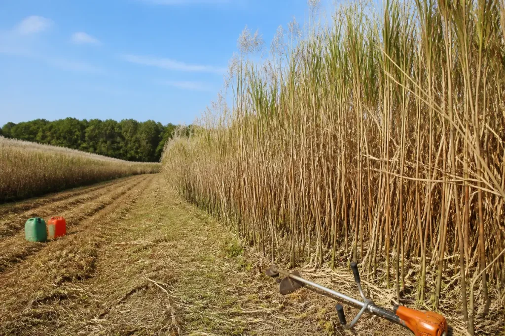 Champ de miscanthus sous ciel bleu, avec bidons colorés et outils de jardinage au sol.