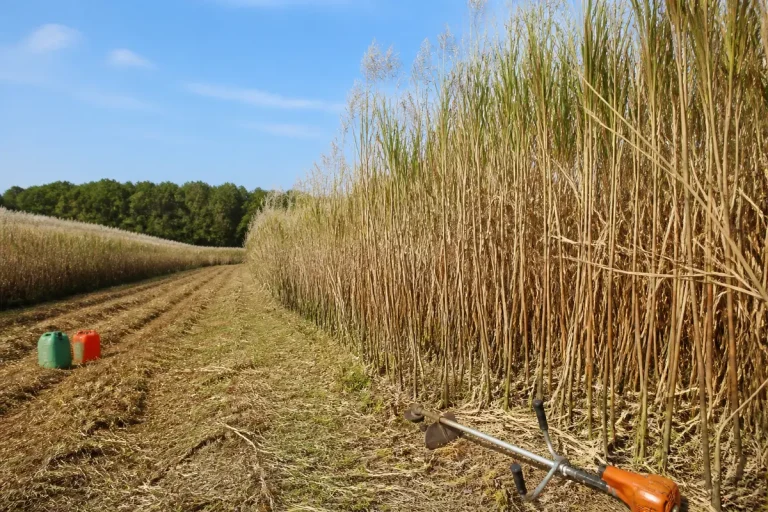Champ de miscanthus sous ciel bleu, avec bidons colorés et outils de jardinage au sol.