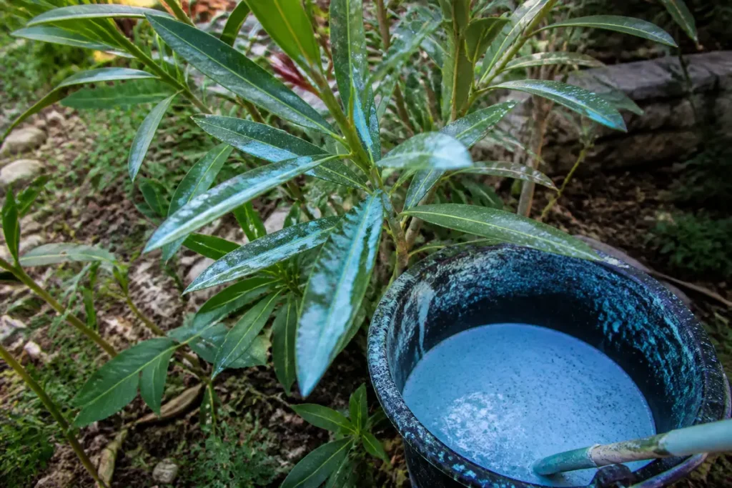 Feuillage d'arbuste avec pulvérisation de bouillie bordelaise bleu, utilisé pour traiter les plantes.
