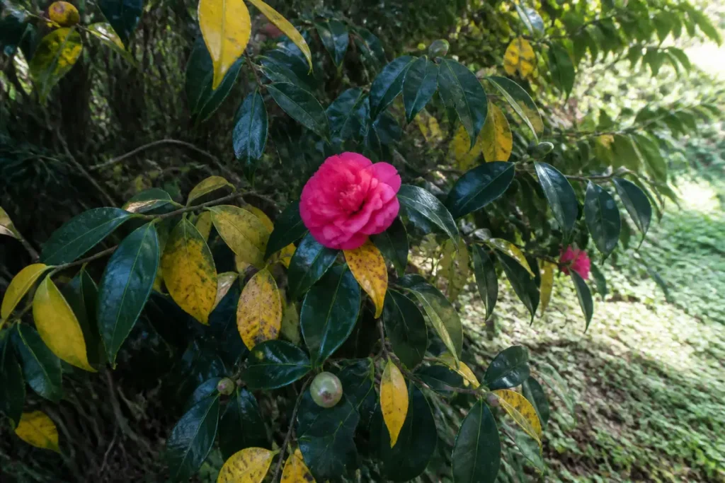 Fleur rose éclatante sur un arbuste aux feuilles vertes et jaunes dans un jardin ombragé.