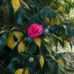 Fleur rose éclatante sur un arbuste aux feuilles vertes et jaunes dans un jardin ombragé.