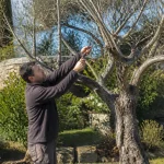 Un homme taille un olivier dans un jardin ensoleillé, muni de sécateurs.