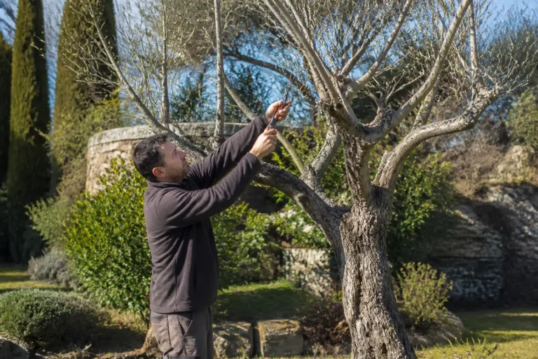 Un homme taille un olivier dans un jardin ensoleillé, muni de sécateurs.