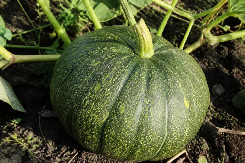 Courge verte ronde poussant dans un jardin, entourée de feuilles et de tiges vertes sur sol terreux.