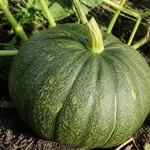 Courge verte ronde poussant dans un jardin, entourée de feuilles et de tiges vertes sur sol terreux.
