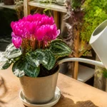 Arrosage d'un cyclamen en pot, astuces pour l'entretien idéal en intérieur