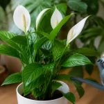Plante verte avec fleurs blanches dans un pot, arrosée à l'arrosoir gris.
