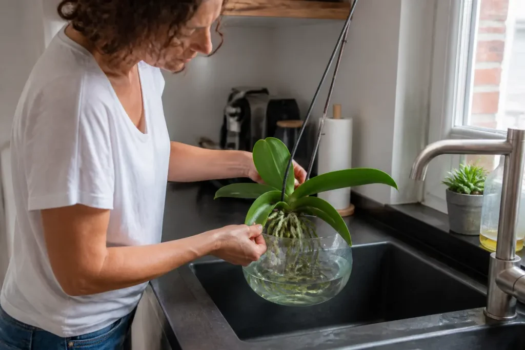 Personne arrosant une orchidée au-dessus d'un évier pour bien entretenir une orchidée