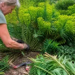 Personne en train de tailler des plantes vertes dans un jardin, portant des gants noirs.
