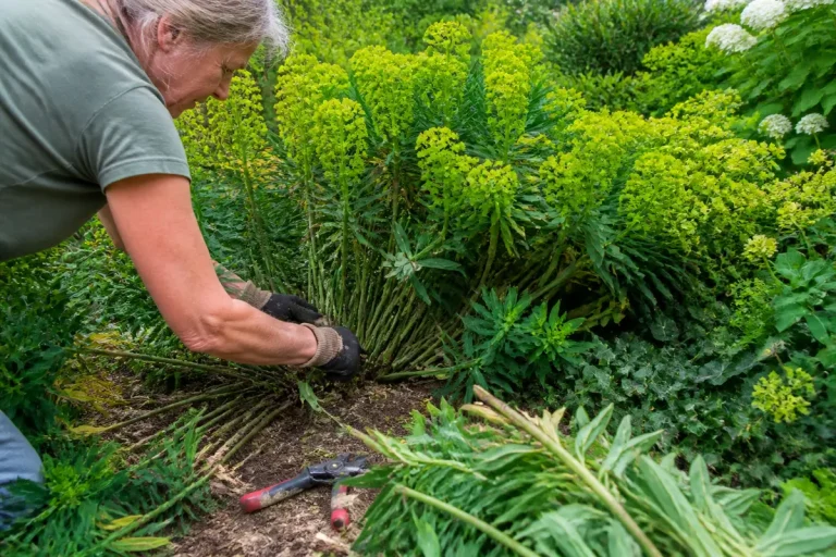 Personne en train de tailler des plantes vertes dans un jardin, portant des gants noirs.