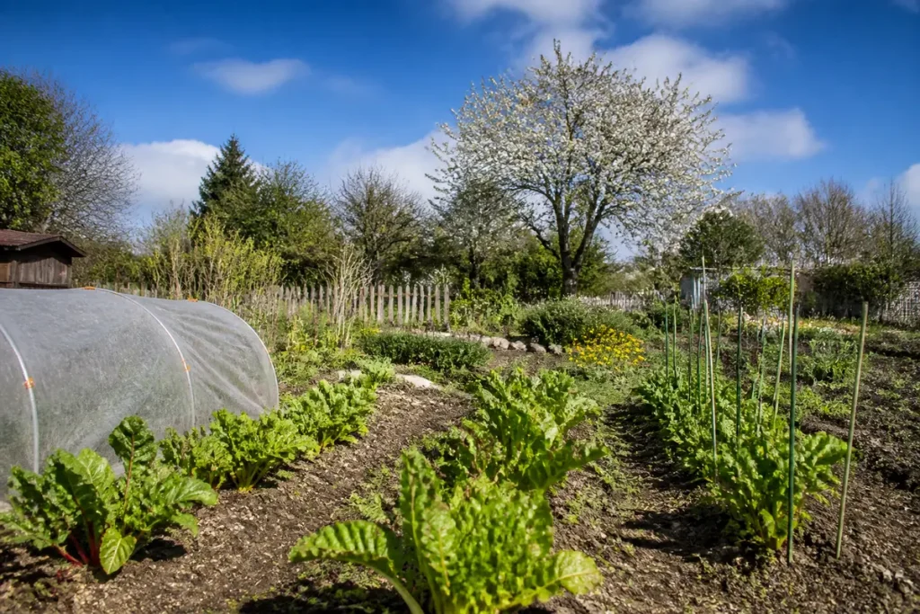 Jardin verdoyant sous serre avec plantation pour jardiner selon la lune en mars 2026