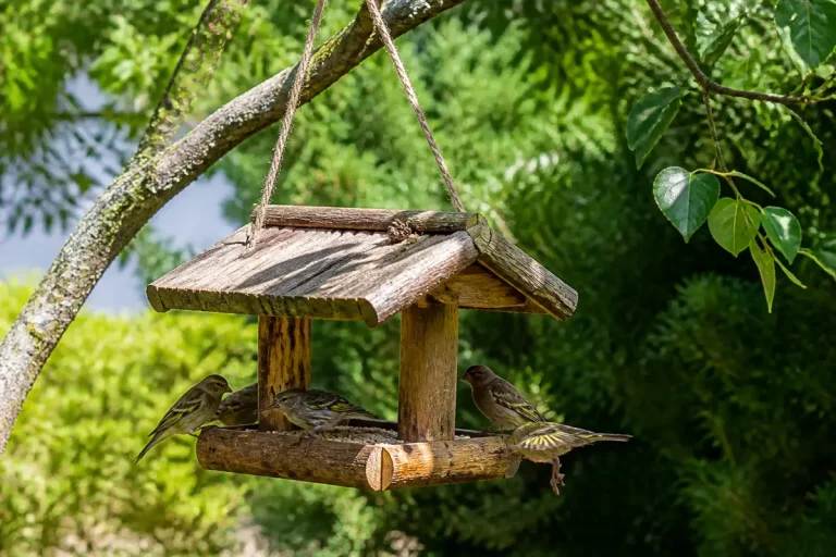 Des oiseaux se nourrissent dans une mangeoire pour oiseaux en bois suspendue à un arbre