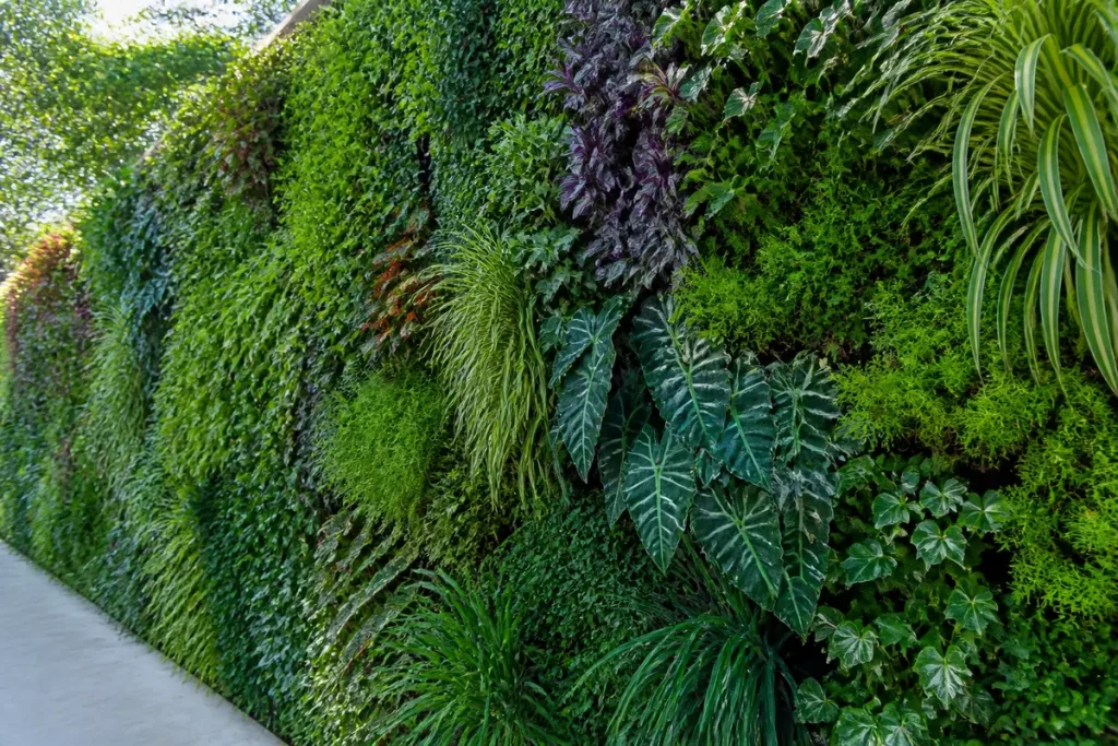 Mur végétal extérieur luxuriant avec différentes variétés de plantes vertes et feuillues