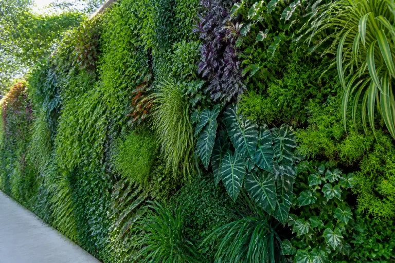 Mur végétal extérieur luxuriant avec différentes variétés de plantes vertes et feuillues