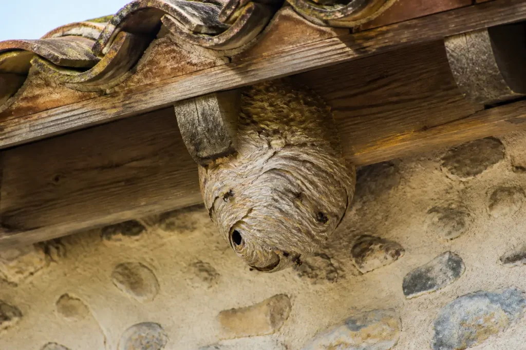 Nid de frelon sous un toit en tuiles avec murs en pierre apparente