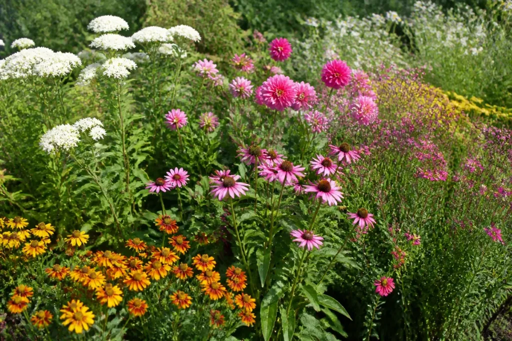Parterre de fleurs colorées avec marguerites, dahlias et autres variétés en pleine floraison