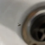 Mouche dans un évier avec un drain métallique visible en arrière-plan flou, éclairage naturel.