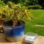 Plante en pot bleu avec feuilles jaunies, posée sur terrasse extérieure, pelouse verdoyante en arrière-plan.