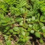 Plante de pourpier vert avec feuilles charnues ovales, poussant sur sol terreux, entourée d'autres végétaux.