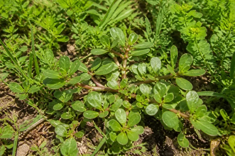 Plante de pourpier vert avec feuilles charnues ovales, poussant sur sol terreux, entourée d'autres végétaux.