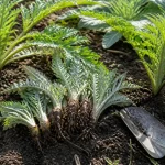 Jeunes plants d'artichaut plantés dans le sol, avec une petite pelle de jardinage posée à côté.