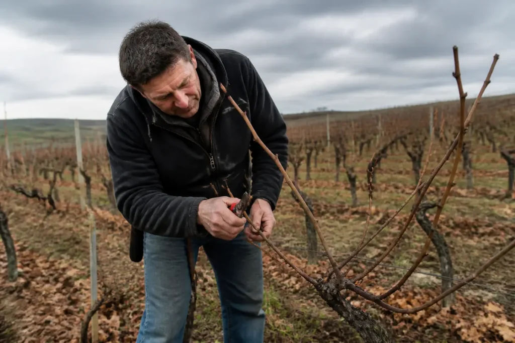 Viticulteur taillant des vignes en hiver, idéal pour savoir quand tailler la vigne