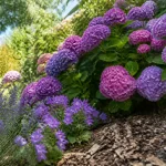 Hortensias et lavandes en fleurs dans un jardin ensoleillé avec feuillage verdoyant en arrière-plan.