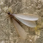 Insecte ailé avec longues ailes transparentes posé sur surface rugueuse.