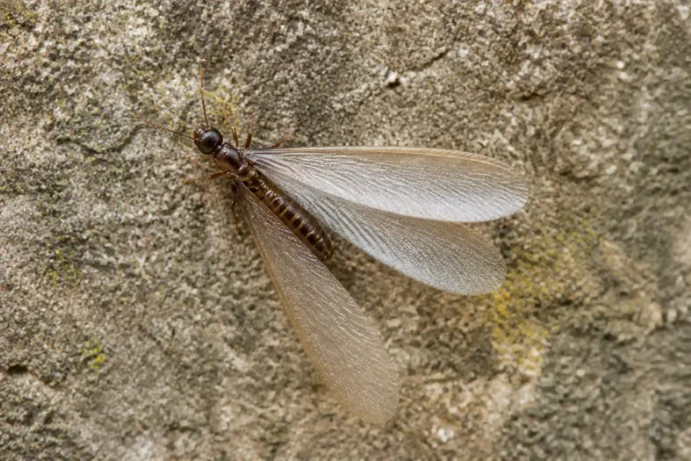 Insecte ailé avec longues ailes transparentes posé sur surface rugueuse.
