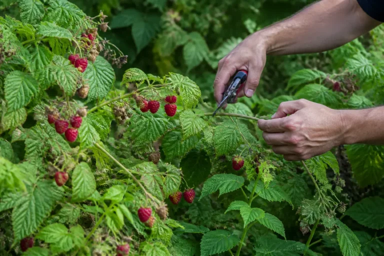 Taille des framboisiers en cours avec sécateur pour récolte optimale des fruits rouges