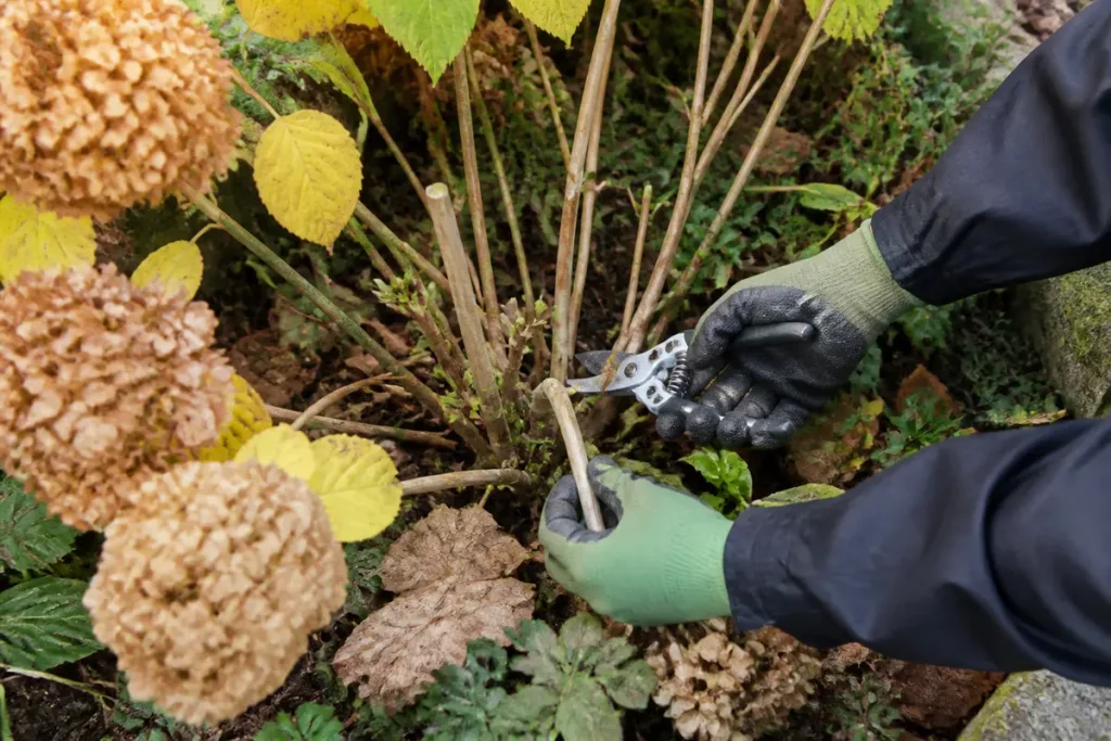 Taille hortensia en automne avec sécateur et gants de protection verts