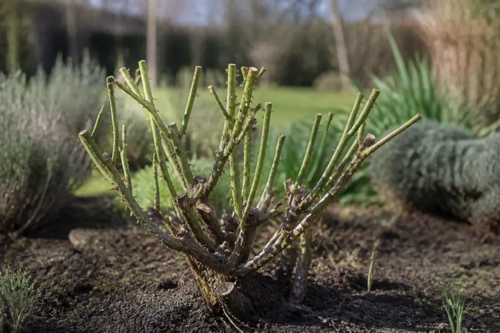 Rosier fraîchement taillé dans un jardin, montrant la technique de taille d'un rosier.