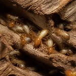 Dégâts termites dans le bois montrant insectes tunnelant et se nourrissant du bois endommagé